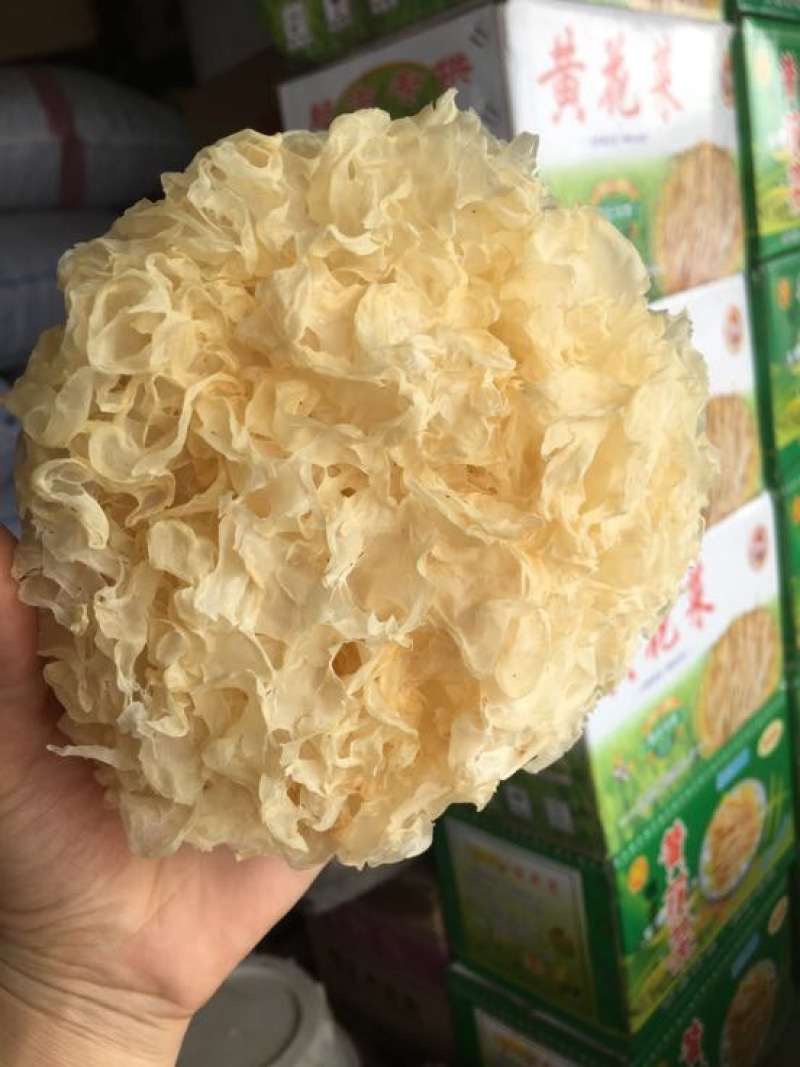 银耳菌种