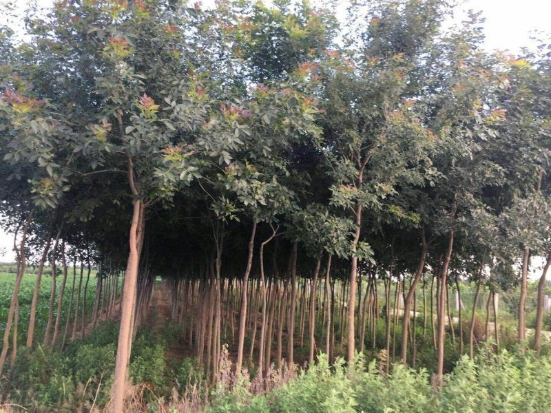 一级原生灌白蜡树，低价处理
