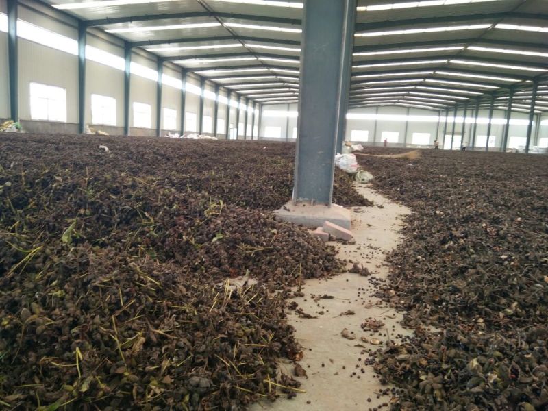 牡丹种子，油用牡丹种子，油牡丹，牡丹种