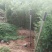 【量大热卖】侧柏苗嫁接龙柏的砧木营养杯侧柏苗当年侧柏苗