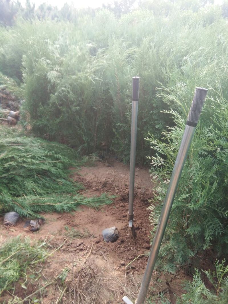 【量大热卖】侧柏苗嫁接龙柏的砧木营养杯侧柏苗当年侧柏苗