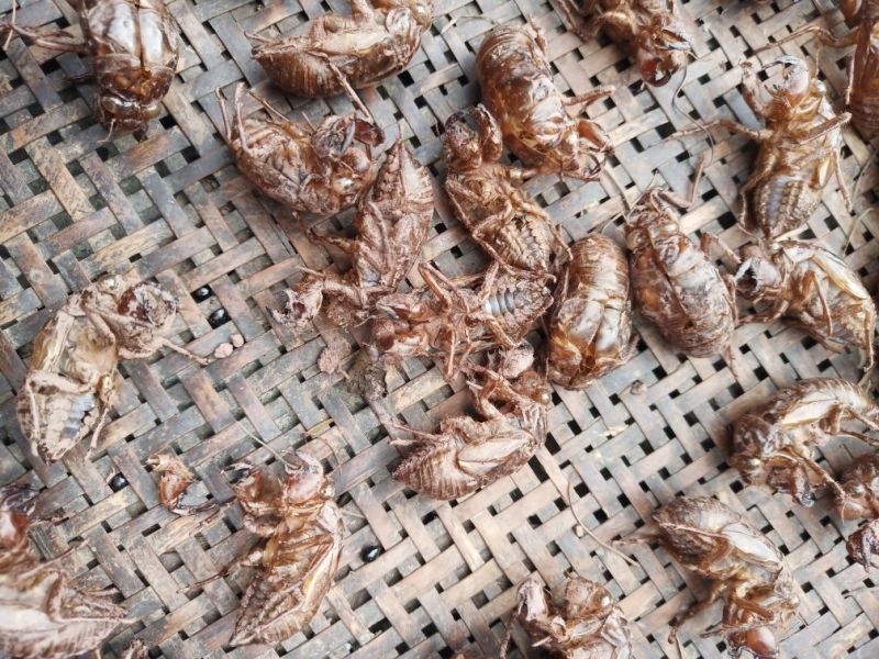 蝉蜕大量野生蝉蜕大量有货280一斤