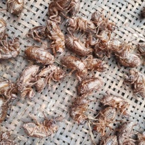 蝉蜕大量野生蝉蜕大量有货280一斤