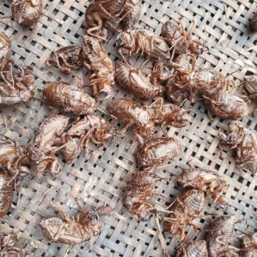 蝉蜕大量野生蝉蜕大量有货280一斤