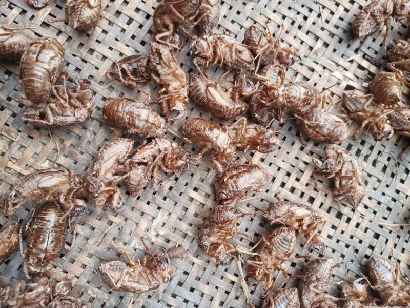 蝉蜕大量野生蝉蜕大量有货280一斤