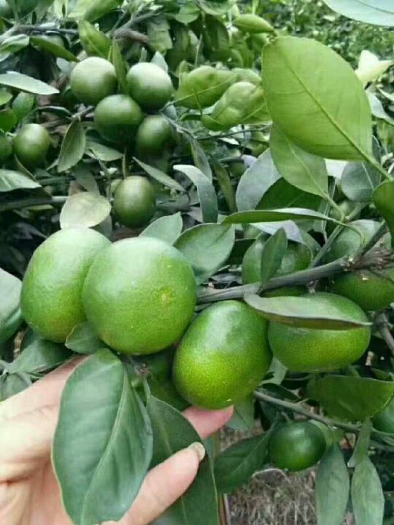【🔥热卖🔥】湖北特早蜜橘规格齐全以质论价原产地货源
