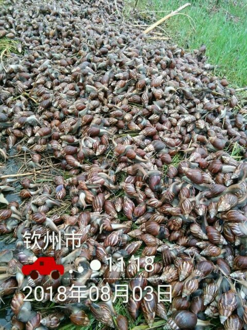 海南坚蜗牛山螺黑肉蜗牛热卖中
