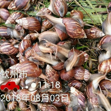 海南坚蜗牛山螺黑肉蜗牛热卖中