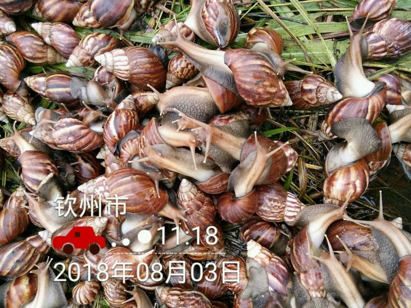 海南坚蜗牛山螺黑肉蜗牛热卖中