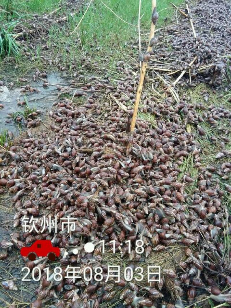 海南坚蜗牛山螺黑肉蜗牛热卖中
