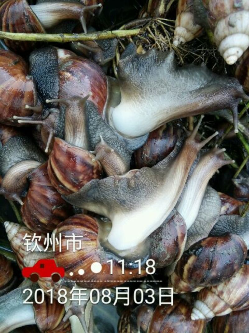 海南坚蜗牛山螺黑肉蜗牛热卖中