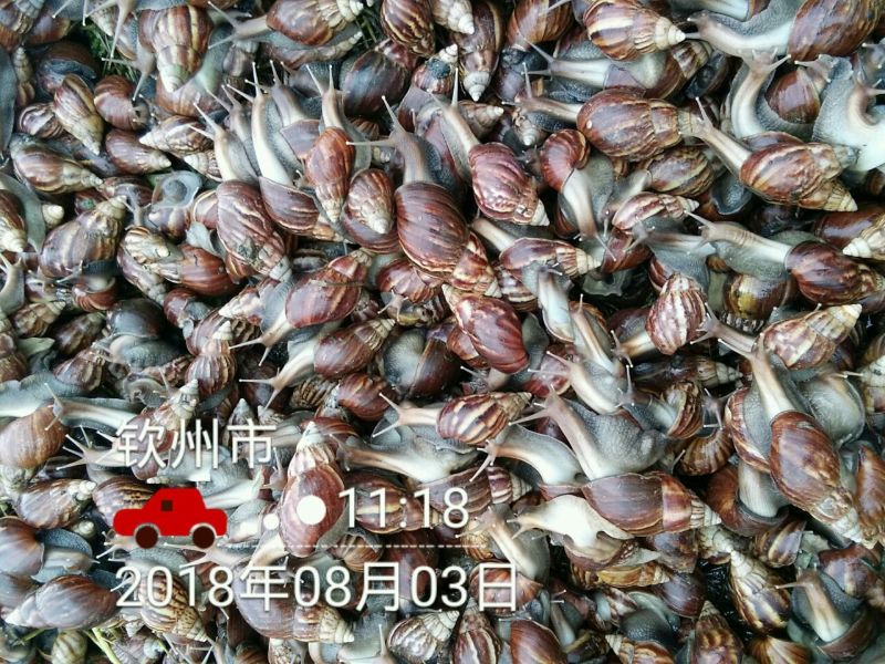 海南坚蜗牛山螺黑肉蜗牛热卖中