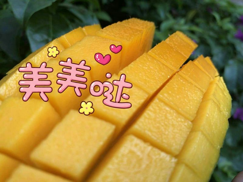 攀枝花的大脸芒凯特大量上市了，果形椭圆，大小匀称，果肉金