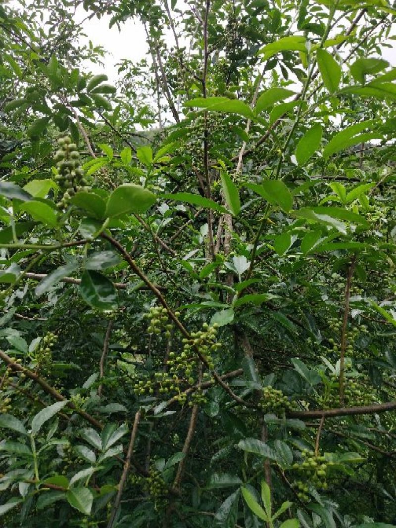 云南青花椒产地一手货源