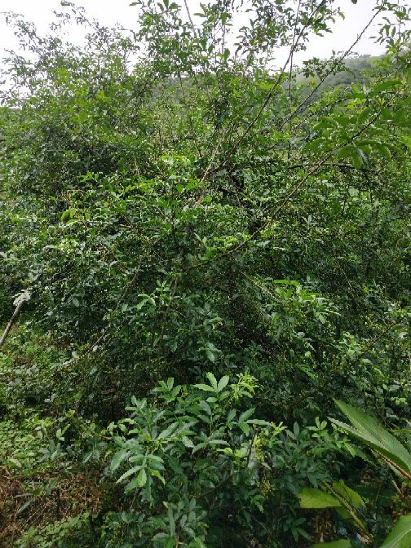 云南青花椒产地一手货源