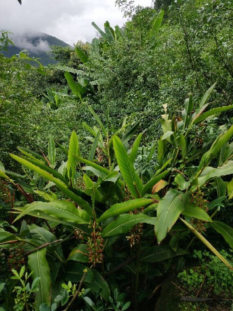 云南青花椒产地一手货源