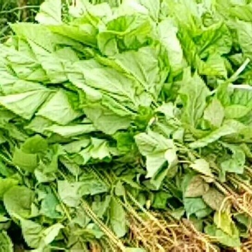 供应良种桑苗子