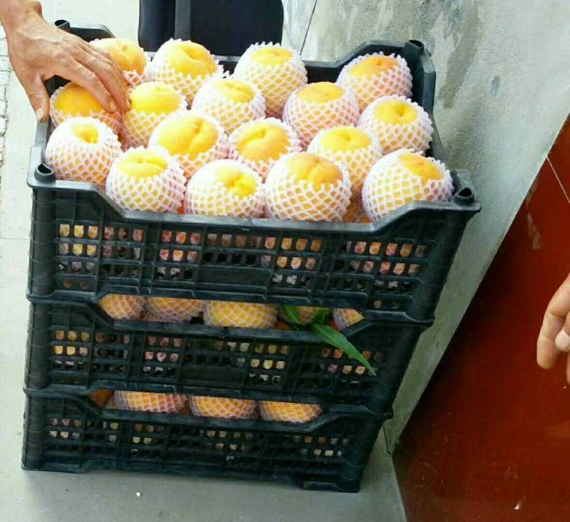 【精品】黄桃（锦绣黄桃）产地直销货源充足价格美丽欢迎咨询