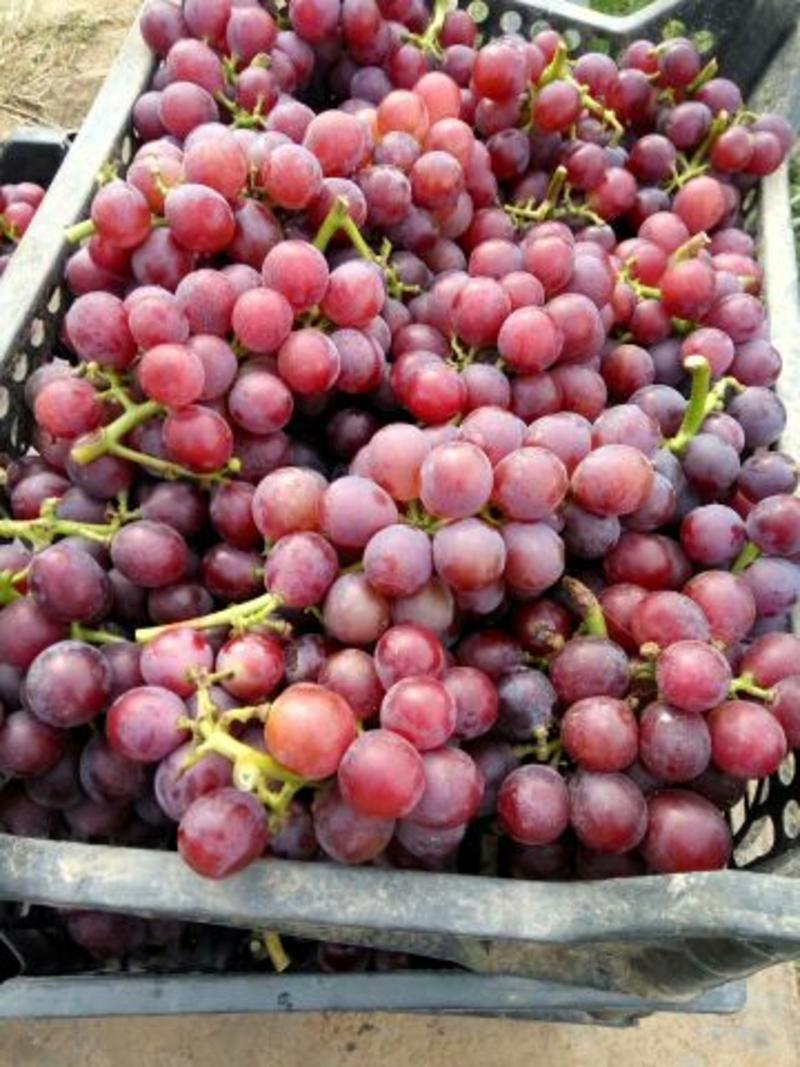 巨峰葡萄，8月份上市，颗粒大，口感甜，货源充足