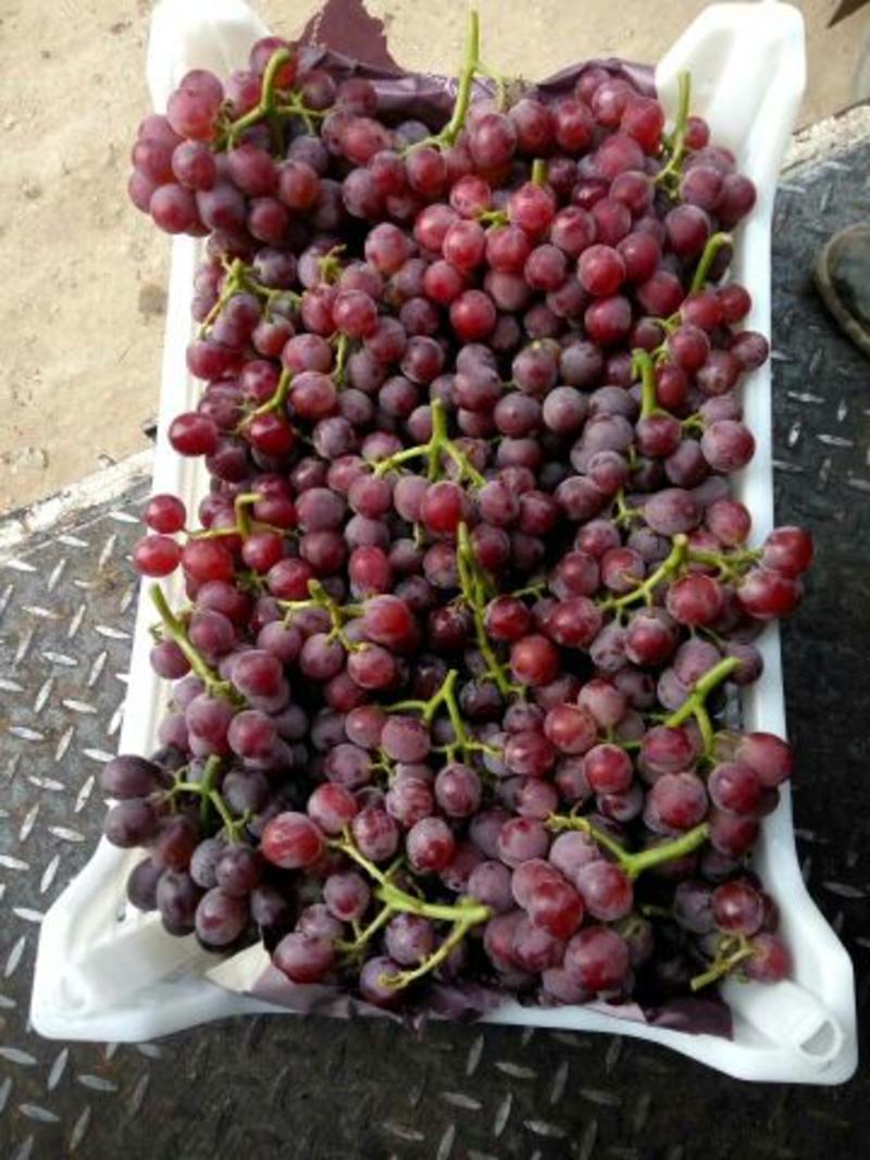 巨峰葡萄，8月份上市，颗粒大，口感甜，货源充足