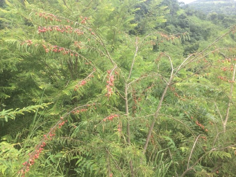橄榄10g以上