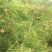 橄榄10g以上