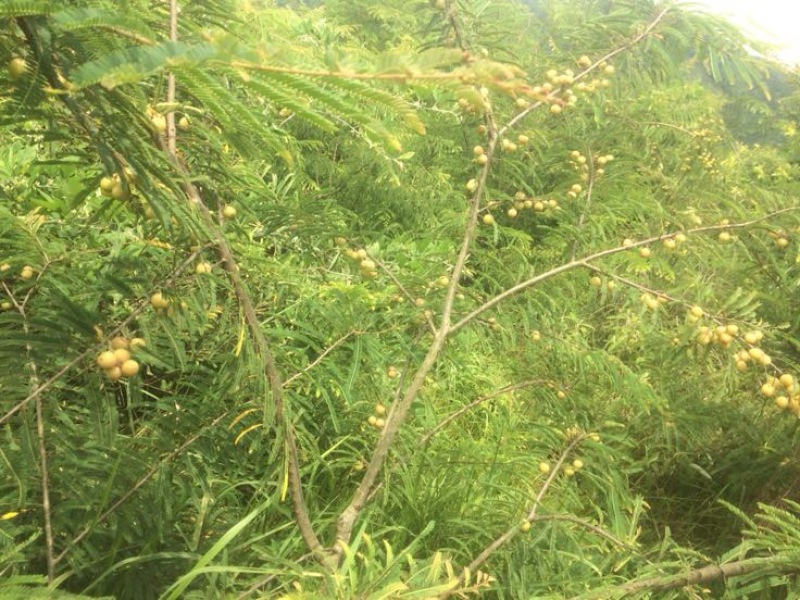 橄榄10g以上