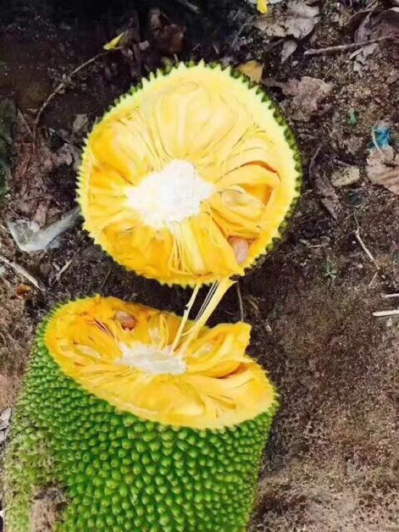 菠萝蜜海南三亚一级菠萝蜜大果出肉率高