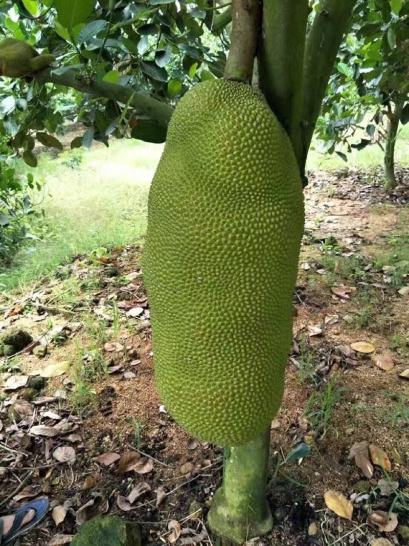 菠萝蜜海南三亚一级菠萝蜜大果出肉率高