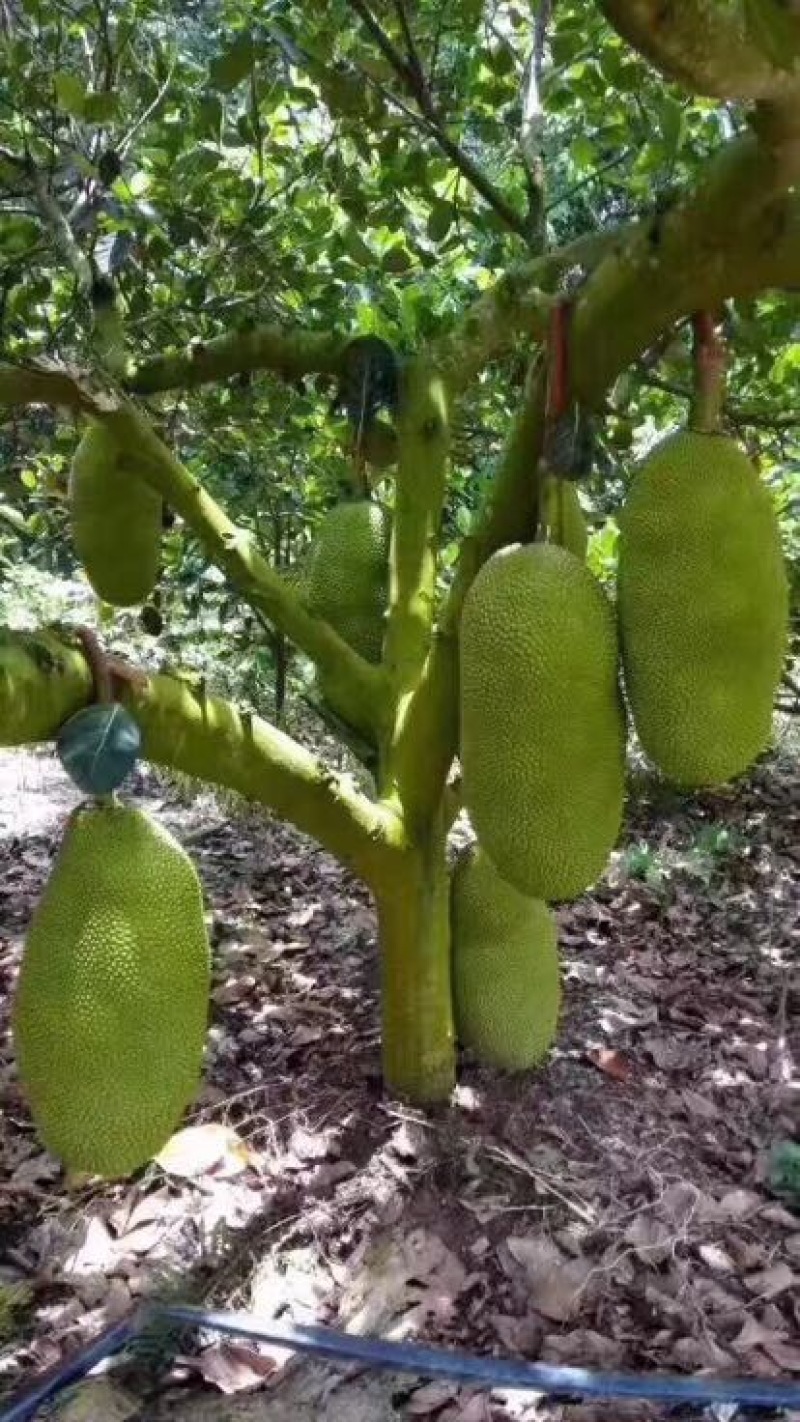 菠萝蜜海南三亚一级菠萝蜜大果出肉率高