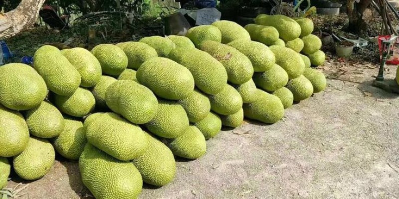 菠萝蜜海南三亚一级菠萝蜜大果出肉率高