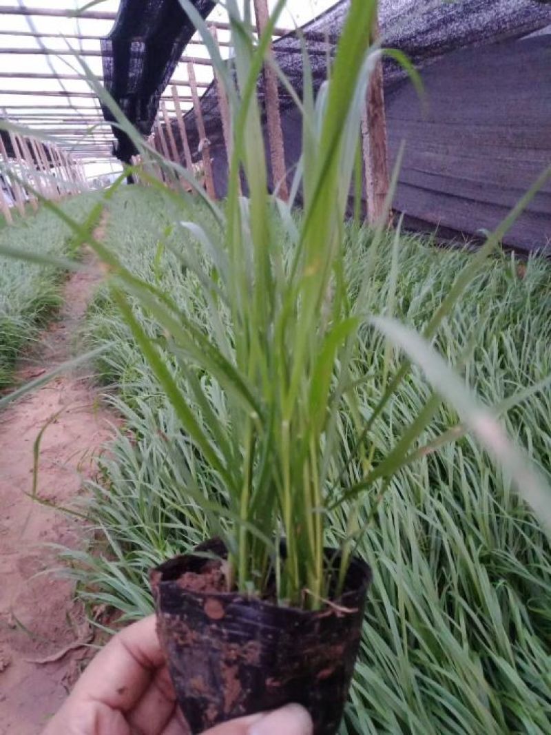 欧石竹，狼尾草各种花卉苗木，草花，宿根植物，水生植物
