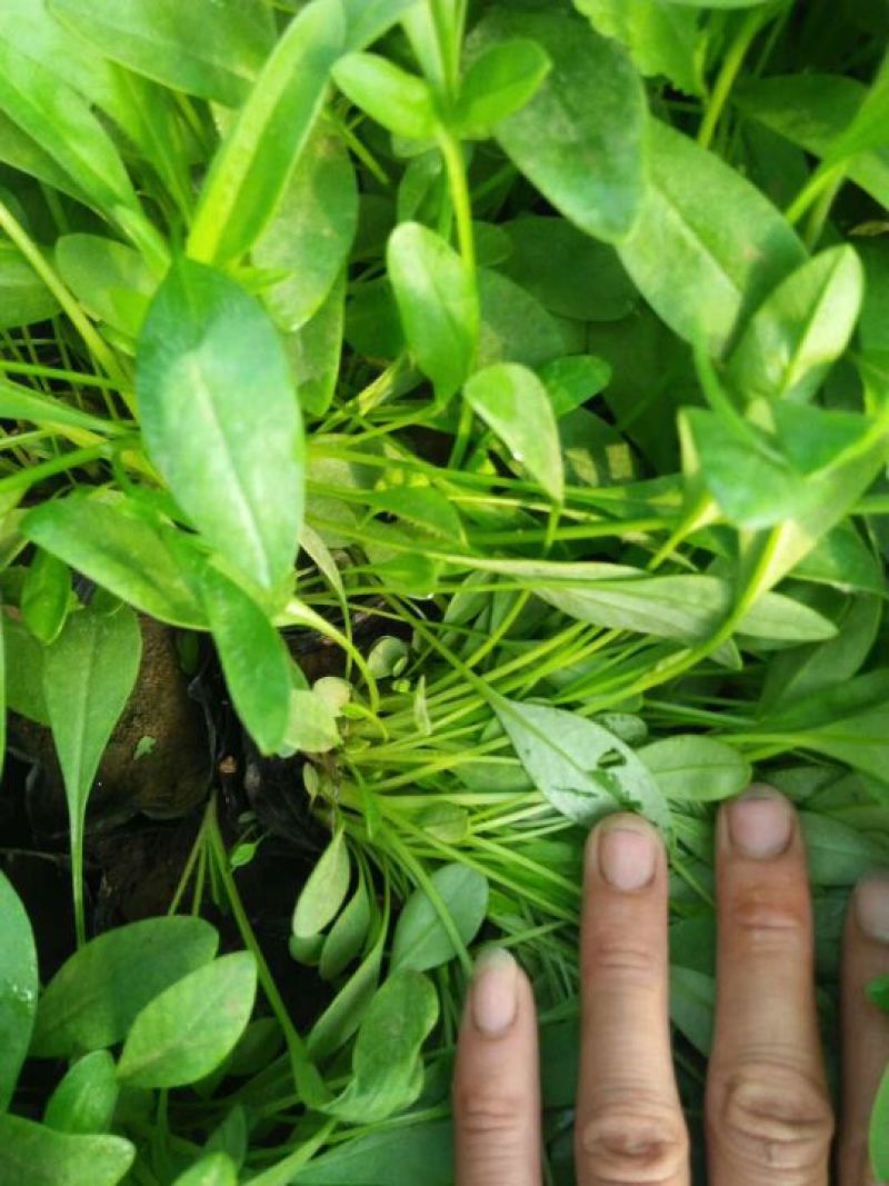 欧石竹，狼尾草各种花卉苗木，草花，宿根植物，水生植物
