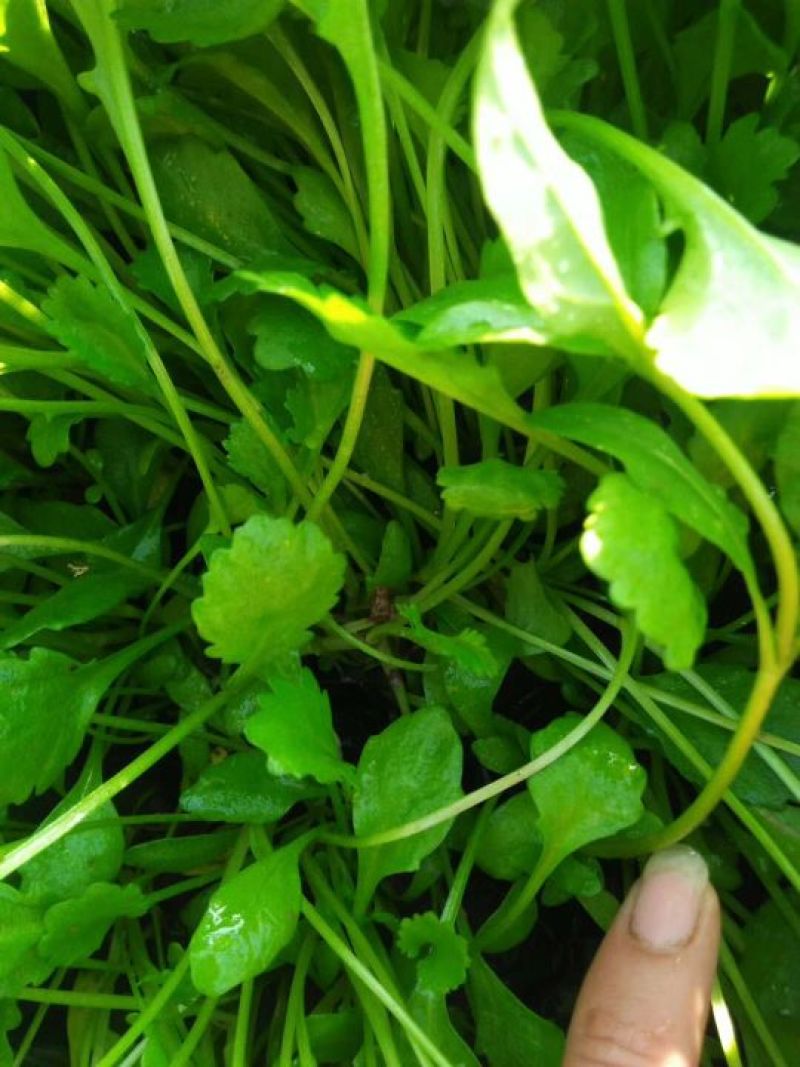 欧石竹，狼尾草各种花卉苗木，草花，宿根植物，水生植物