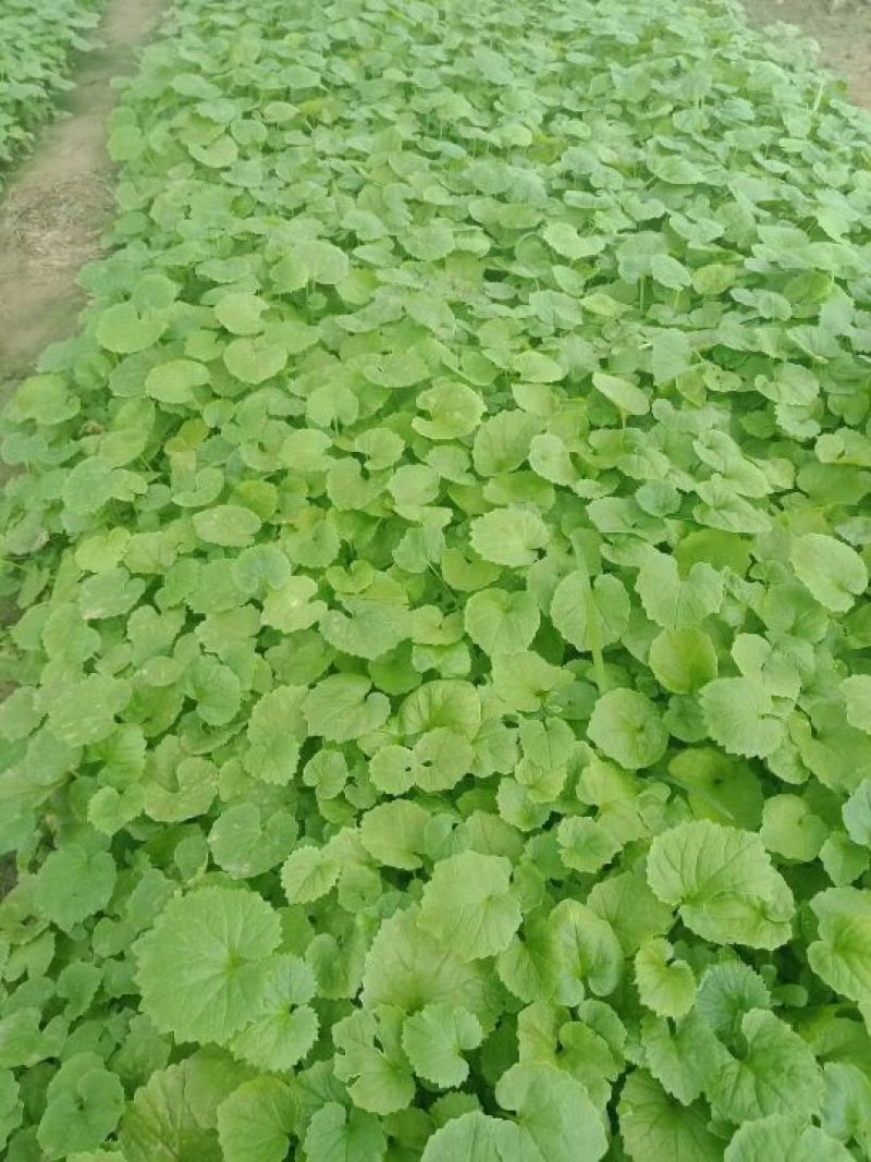 欧石竹，狼尾草各种花卉苗木，草花，宿根植物，水生植物