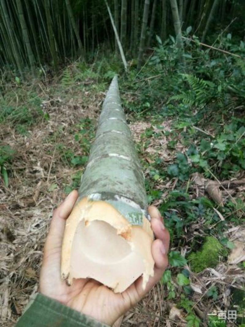 出售各种规格的竹子需要的朋友联系