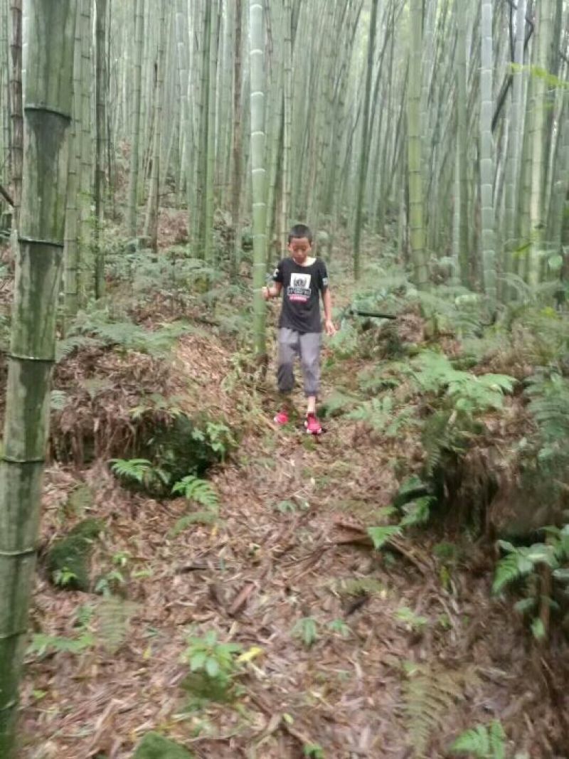 出售各种规格的竹子需要的朋友联系