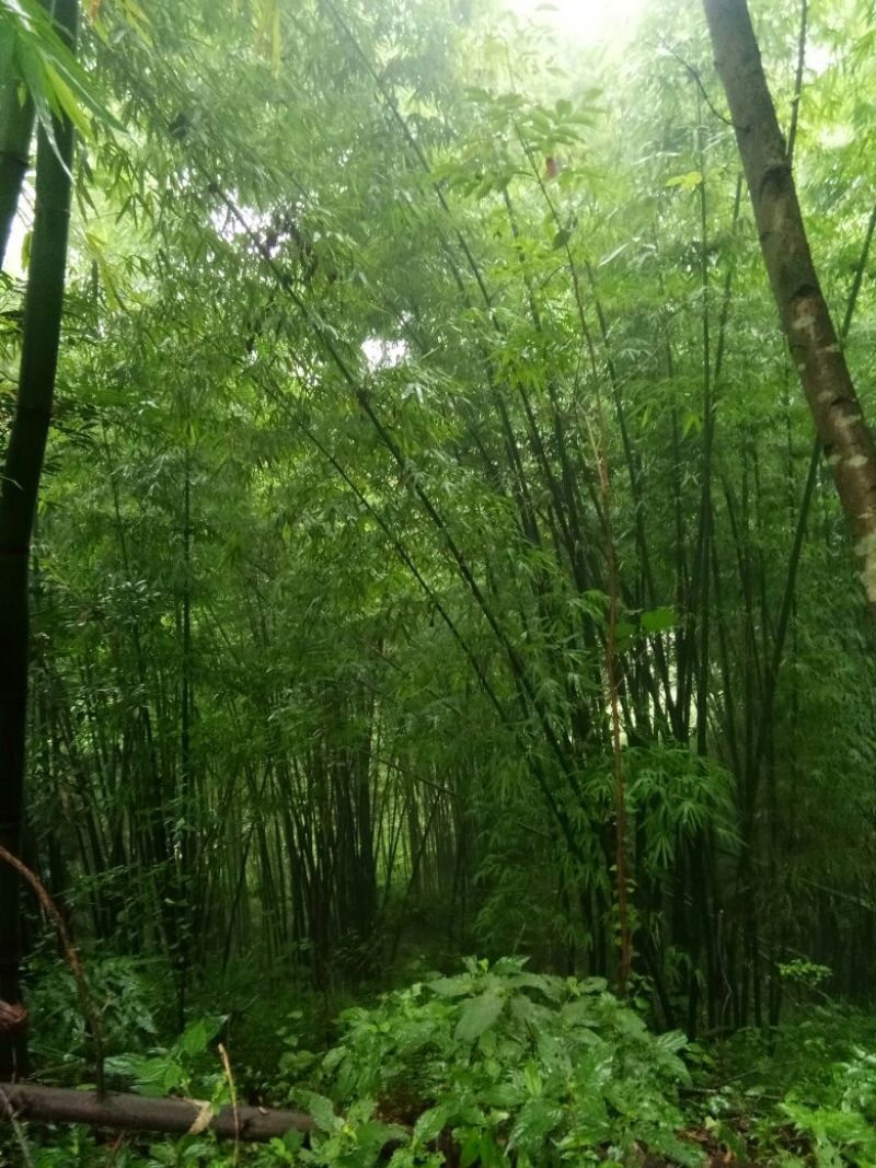 出售各种规格的竹子需要的朋友联系