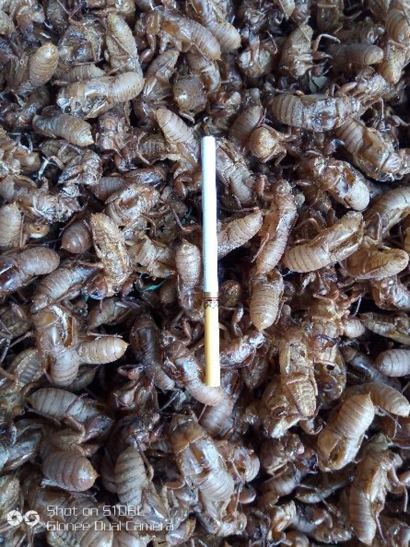 蝉蜕土货，竹林货都有，喜欢的老板联系我大货