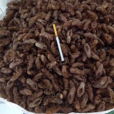 蝉蜕土货，竹林货都有，喜欢的老板联系我大货