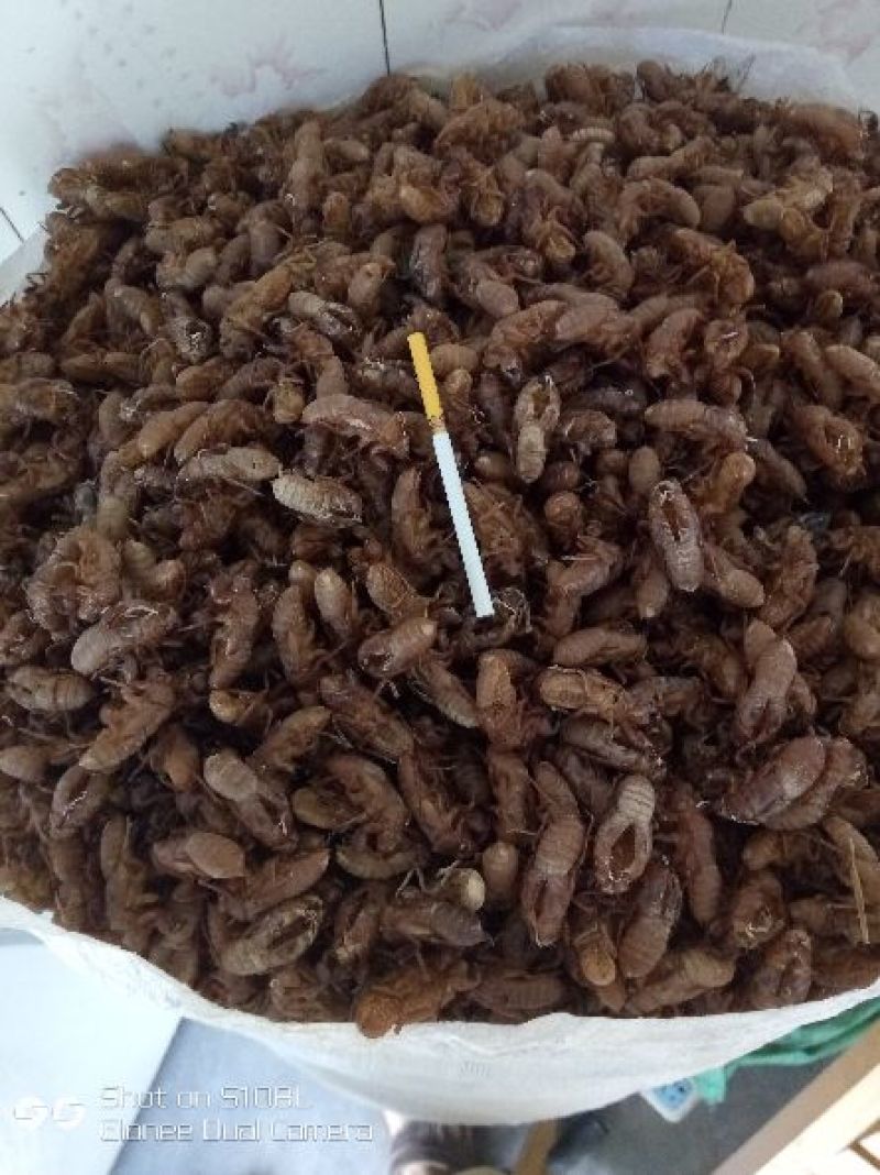 蝉蜕土货，竹林货都有，喜欢的老板联系我大货