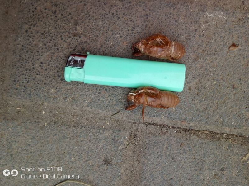 蝉蜕土货，竹林货都有，喜欢的老板联系我大货