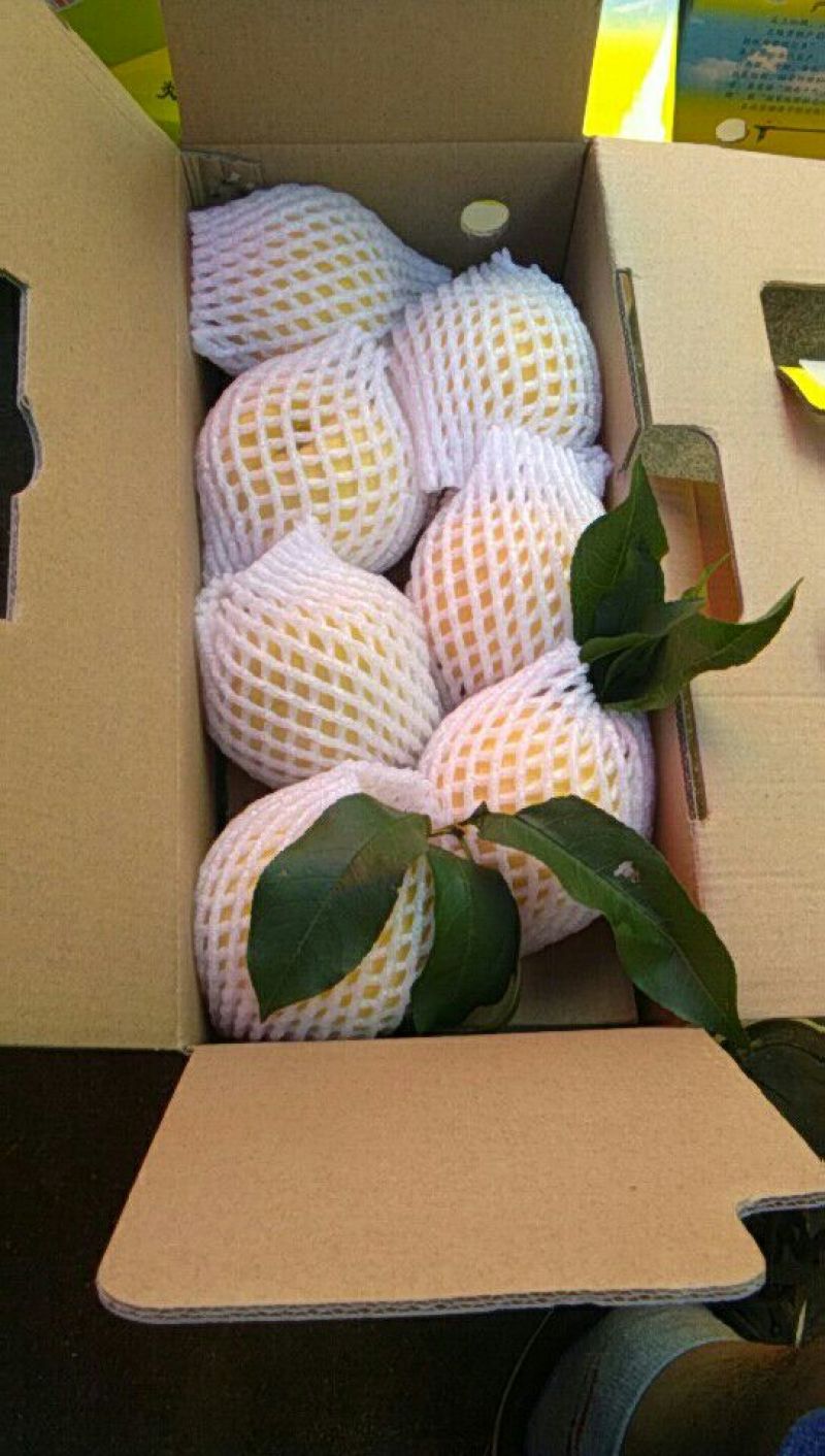 炎陵黄桃