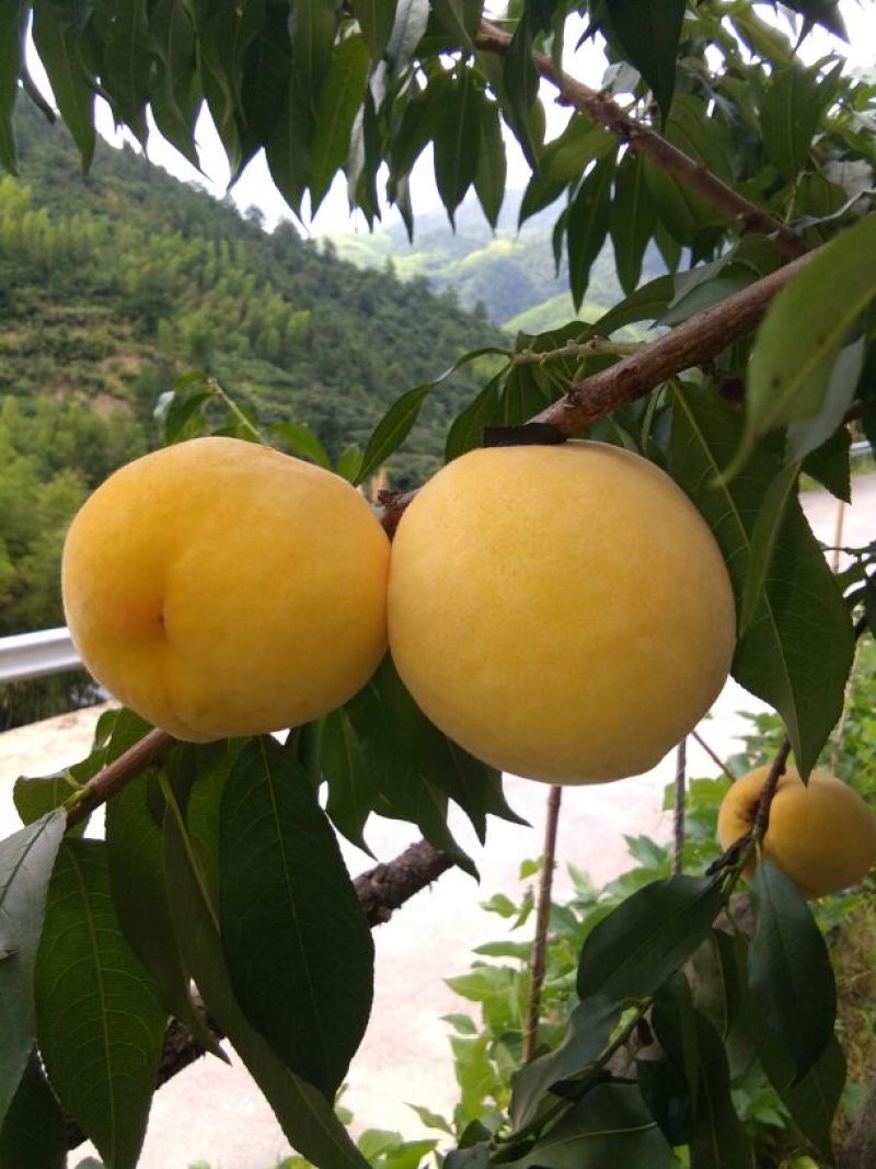 炎陵黄桃
