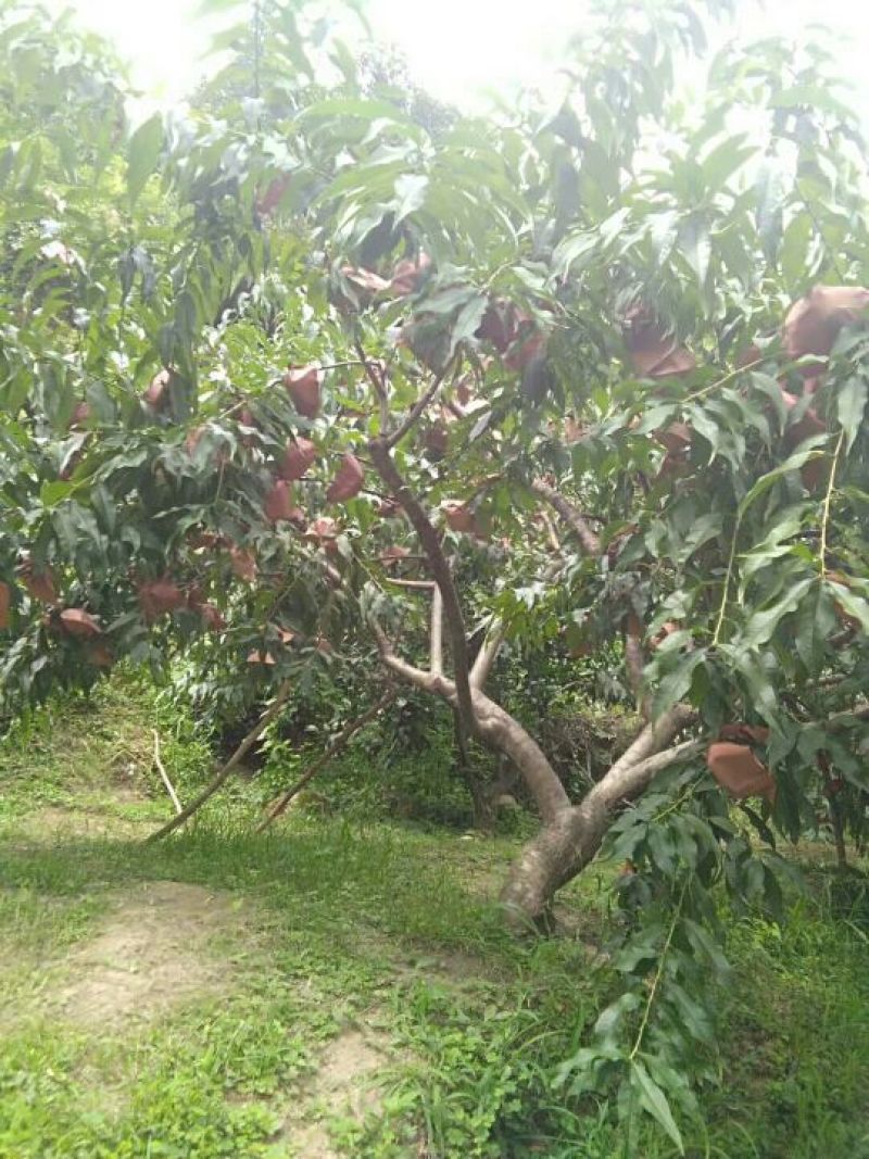 炎陵黄桃