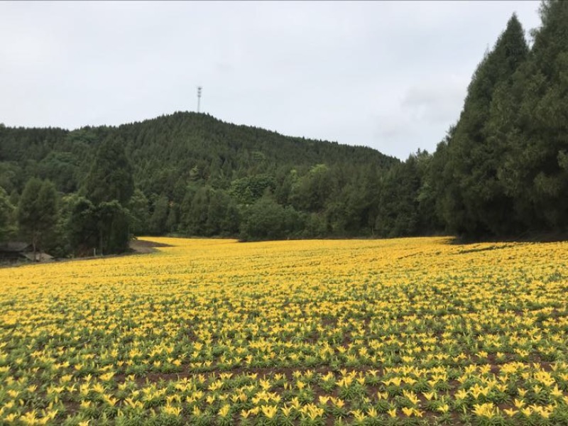 食赏药四季百合种球室内盆栽园艺花圃香水百合