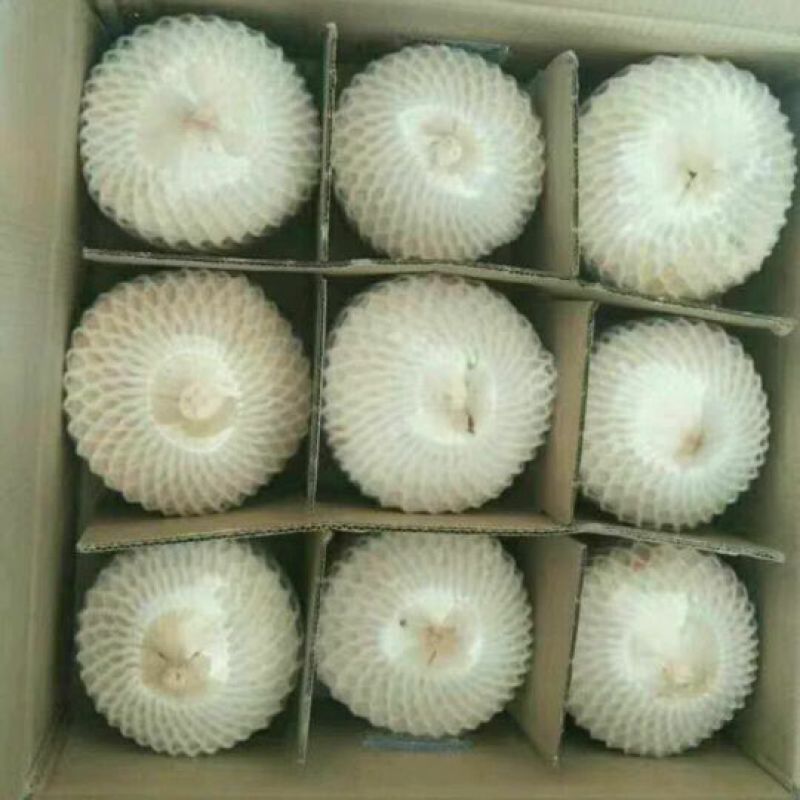 椰子