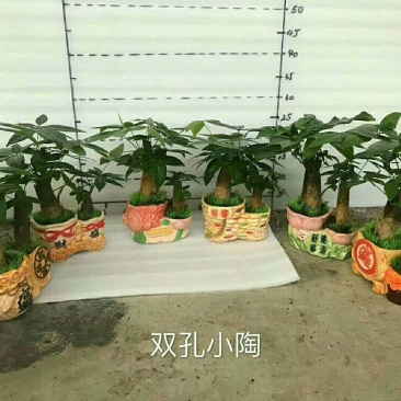 瓷盆发财树