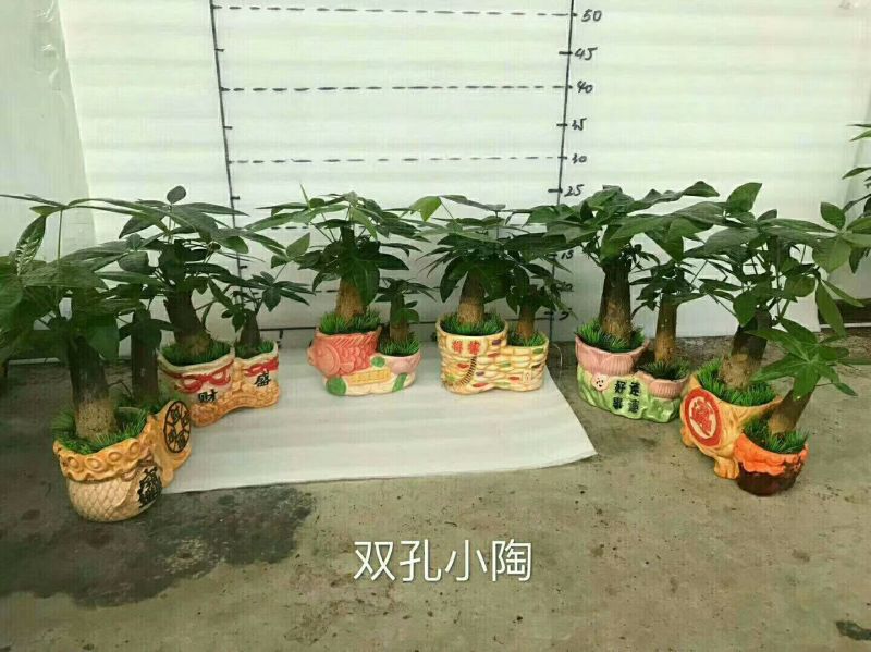 瓷盆发财树