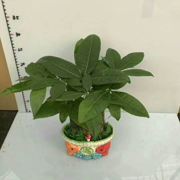 瓷盆发财树盆景
